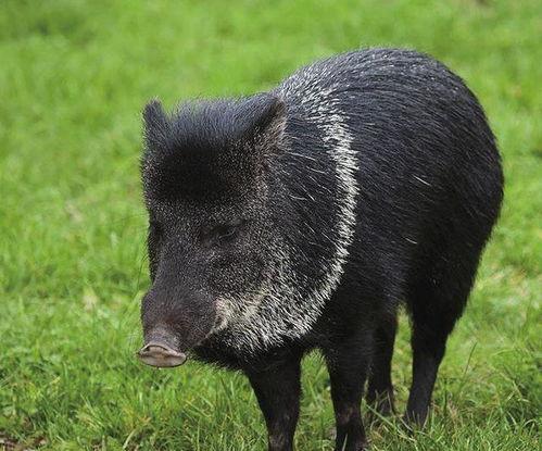 巴中野猪爆料事件始末最新消息